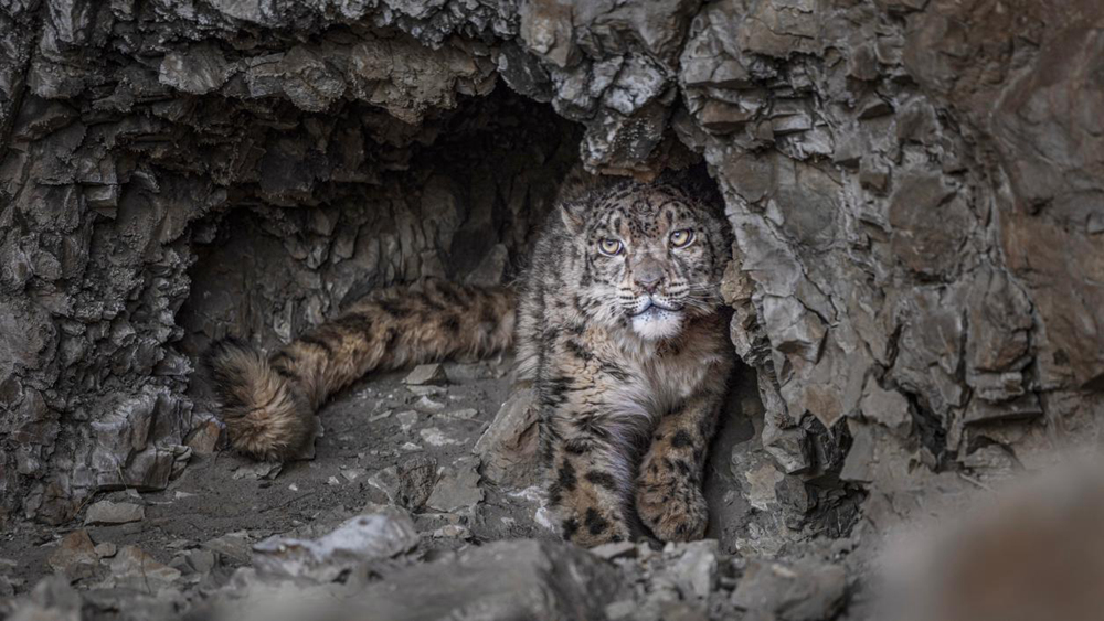 “高原精靈”雪豹。尼瑪多吉攝